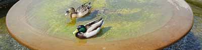 A pair of ducks enjoy this beautiful water feature in RHS Wisley Gardens