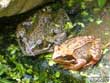Two Frogs in our Pond