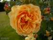 Orange Rose at Wisley