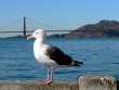Seagull in San Francisco
