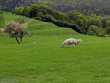 Photo of sheep grazing by Martin Sletcher