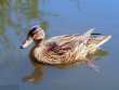 A Duck in Wisley, RHS