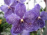 Vanda; gets all nutrients and water from the air.